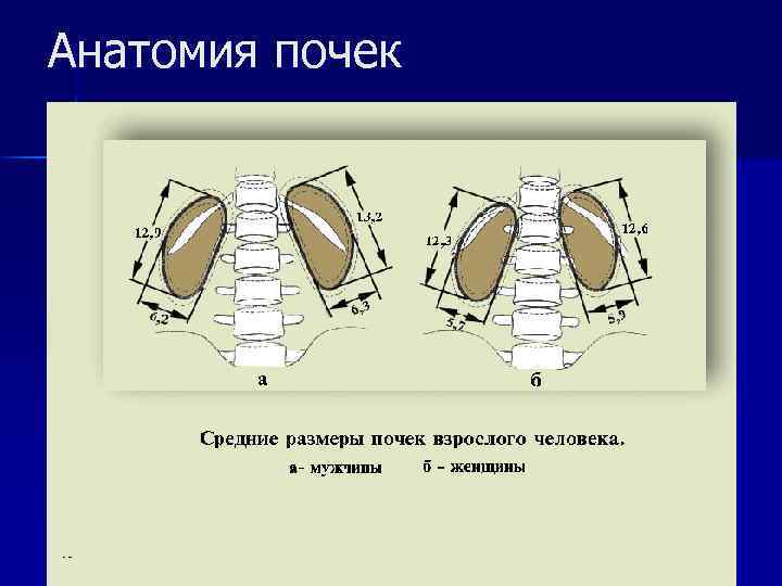 Анатомия почек 