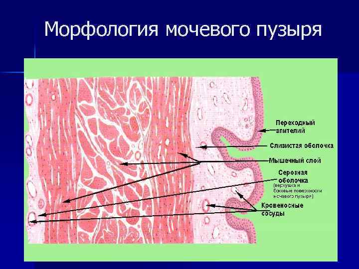 Морфология мочевого пузыря 