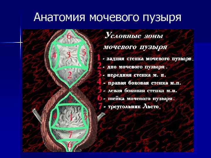 Анатомия мочевого пузыря 
