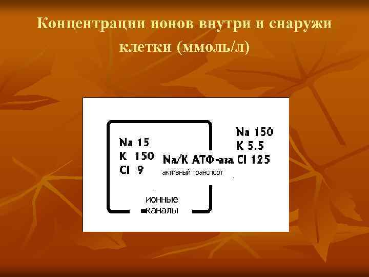 Концентрации ионов внутри и снаружи клетки (ммоль/л) 