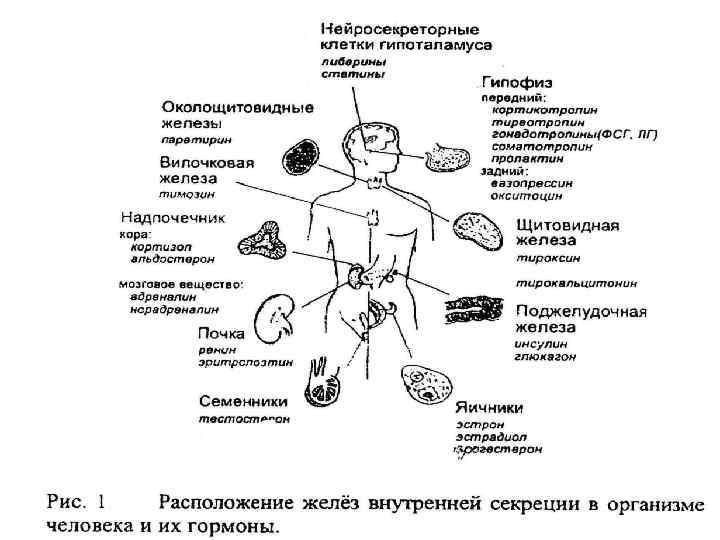 Железы в организме человека таблица. Эндокринная система (железы внутренней секреции-гормоны). Эндокринная система таблица железы гормоны. Эндокринная система органы и функции таблица. 8 Кл биология железы внутренней секреции.