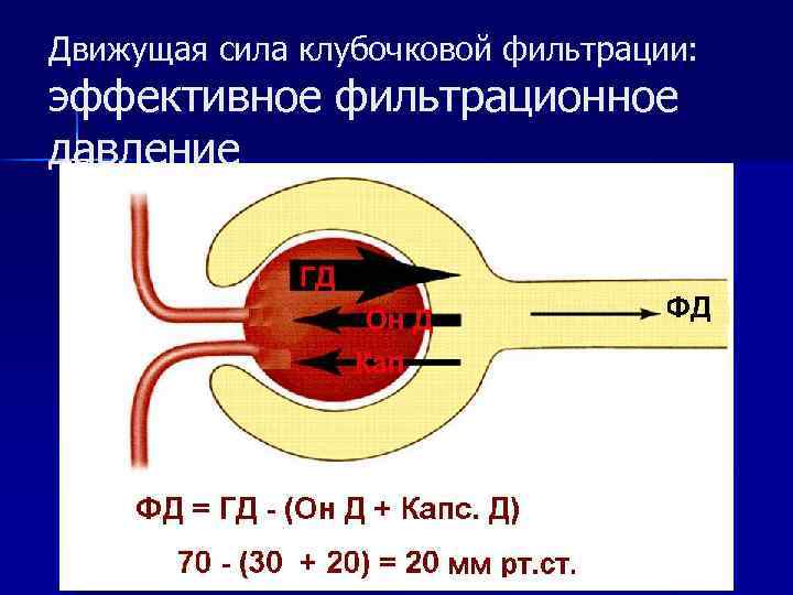 Движущая сила клубочковой фильтрации: эффективное фильтрационное давление 