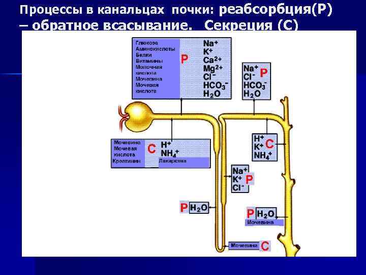 Процессы в канальцах почки: реабсорбция(Р) – обратное всасывание. Секреция (С) 