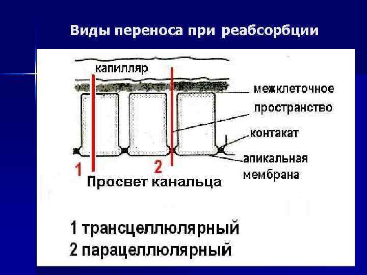 Виды переноса при реабсорбции 