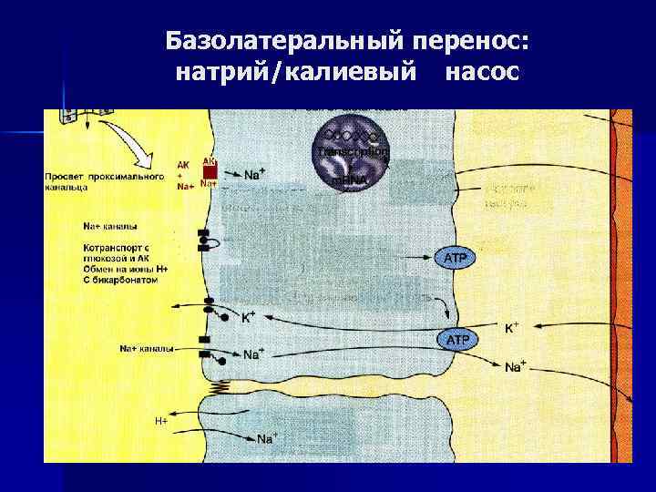 Базолатеральный перенос: натрий/калиевый насос 