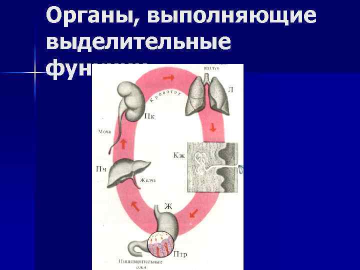 Органы, выполняющие выделительные функции 