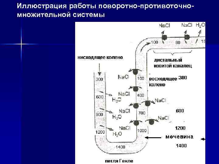 Иллюстрация работы поворотно-противоточномножительной системы 