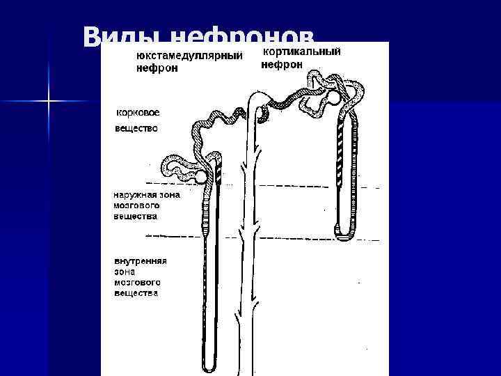 Виды нефронов 