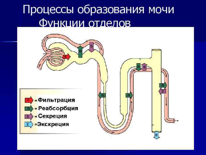 Рассмотрите рисунок строения нефрона под цифрой 1