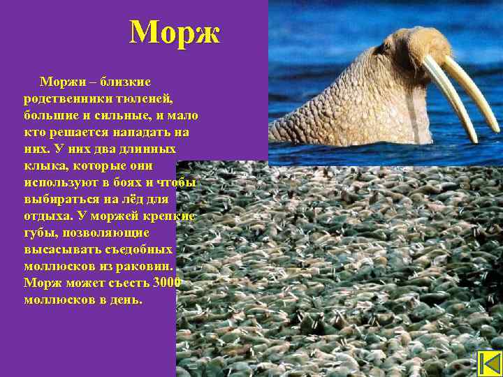 Моржи – близкие родственники тюленей, большие и сильные, и мало кто решается нападать на