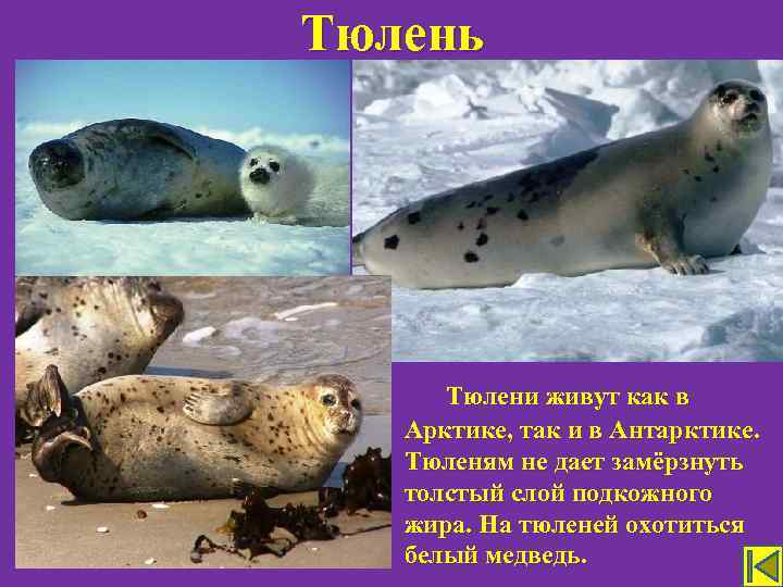 Тюлень Тюлени живут как в Арктике, так и в Антарктике. Тюленям не дает замёрзнуть