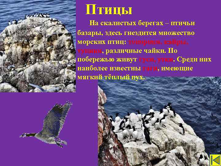 Птицы На скалистых берегах – птичьи базары, здесь гнездится множество морских птиц: топорики, кайры,