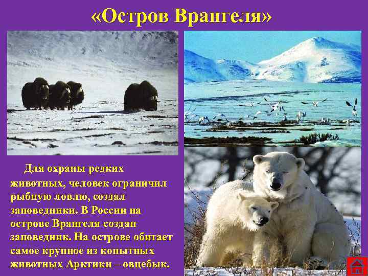  «Остров Врангеля» Для охраны редких животных, человек ограничил рыбную ловлю, создал заповедники. В