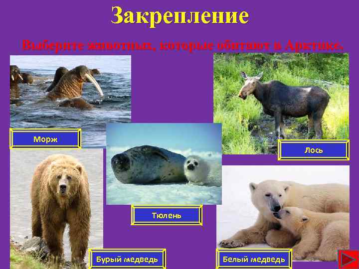 Закрепление Выберите животных, которые обитают в Арктике. Морж Лось Тюлень Бурый медведь Белый медведь