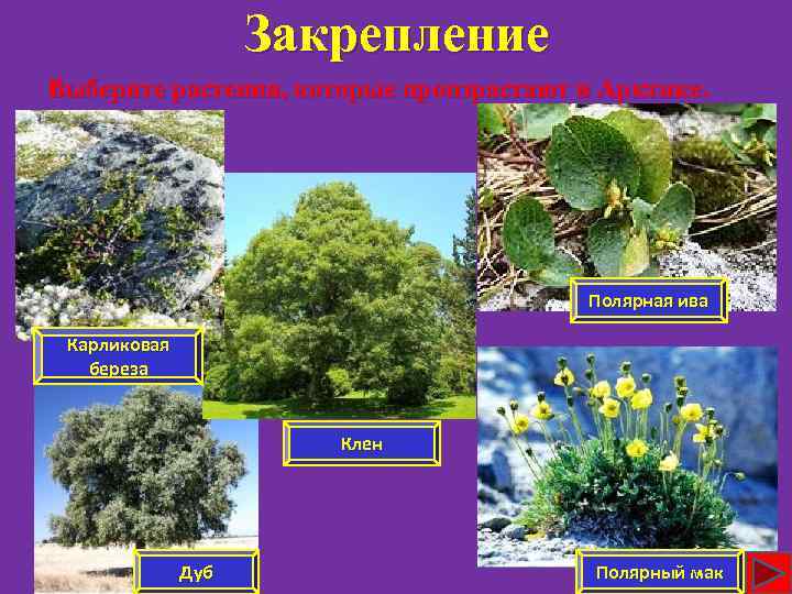 Закрепление Выберите растения, которые произрастают в Арктике. Полярная ива Карликовая береза Клен Дуб Полярный