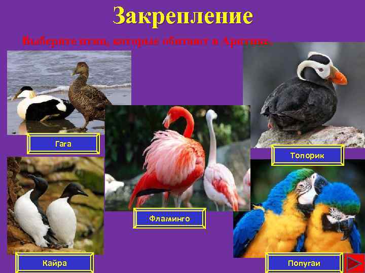 Закрепление Выберите птиц, которые обитают в Арктике. Гага Топорик Фламинго Кайра Попугаи 