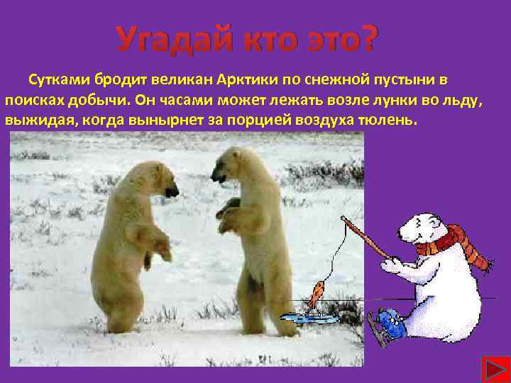 Угадай кто это? Сутками бродит великан Арктики по снежной пустыни в поисках добычи. Он