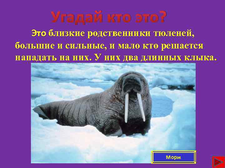 Угадай кто это? Это близкие родственники тюленей, большие и сильные, и мало кто решается