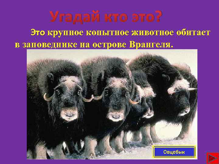 Угадай кто это? Это крупное копытное животное обитает в заповеднике на острове Врангеля. Овцебык