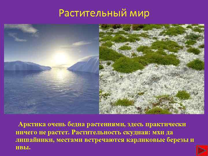 Растительный мир Арктика очень бедна растениями, здесь практически ничего не растет. Растительность скудная: мхи