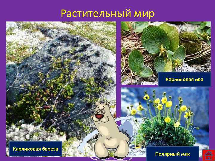 Растительный мир Карликовая ива Карликовая береза Полярный мак 