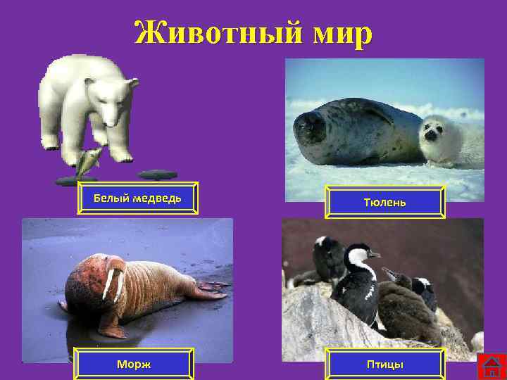 Животный мир Белый медведь Морж Тюлень Птицы 