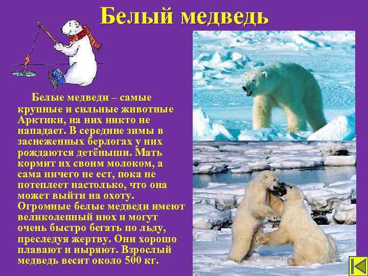 Белый медведь Белые медведи – самые крупные и сильные животные Арктики, на них никто