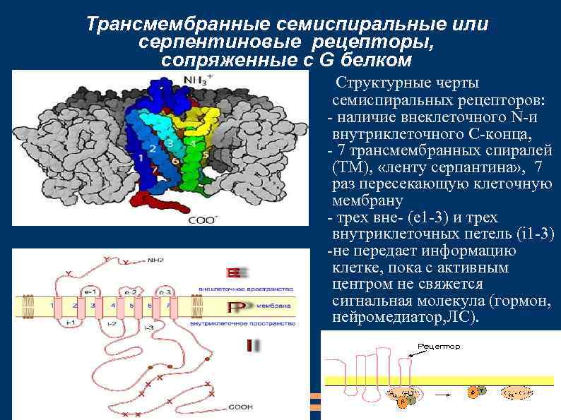 Трансмембранные семиспиральные или серпентиновые рецепторы, сопряженные с G белком Структурные черты семиспиральных рецепторов: -
