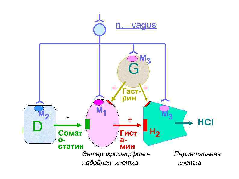 n. vagus G М 3 + Гаст + рин М 2 D М 1