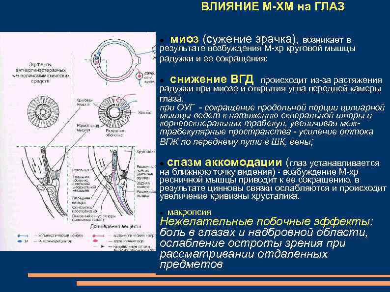 Эффект остаточного изображения возникает в результате