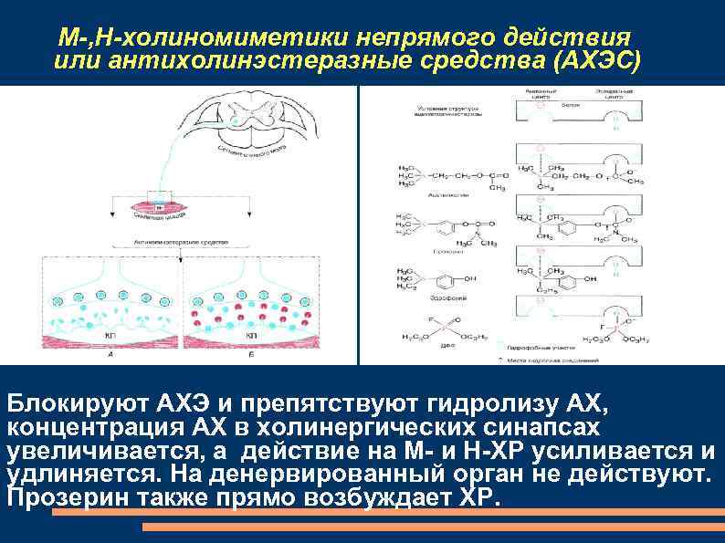 Схема эфферентной иннервации фармакология