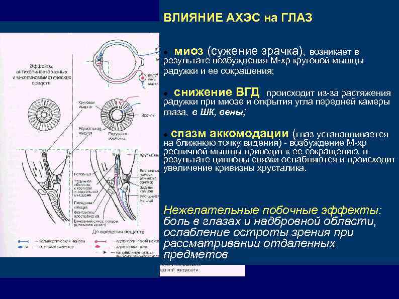 Эффект остаточного изображения возникает в результате