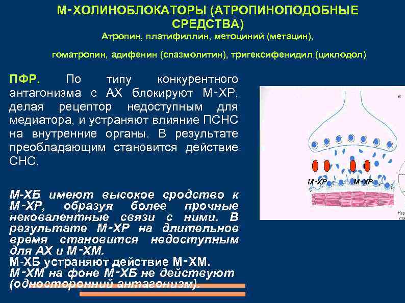М‑ХОЛИНОБЛОКАТОРЫ (АТРОПИНОПОДОБНЫЕ СРЕДСТВА) Атропин, платифиллин, метоциний (метацин), гоматропин, адифенин (спазмолитин), тригексифенидил (циклодол) ПФР. По