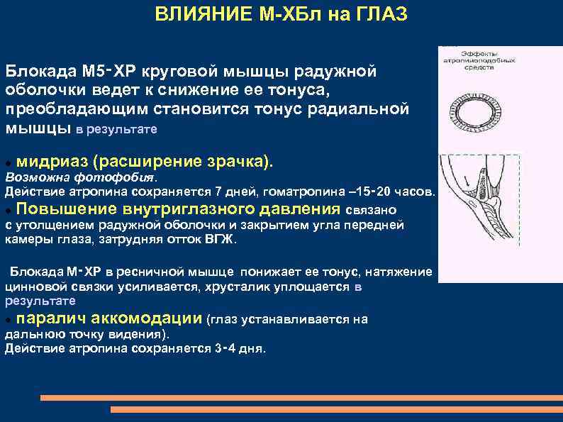 Используя рисунок объясните действие холиноблокаторов на глаз и механизм сопутствующих эффектов