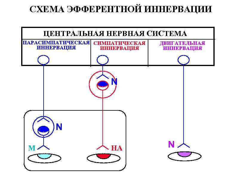 СХЕМА ЭФФЕРЕНТНОЙ ИННЕРВАЦИИ ЦЕНТРАЛЬНАЯ НЕРВНАЯ СИСТЕМА ПАРАСИМПАТИЧЕСКАЯ ИННЕРВАЦИЯ ДВИГАТЕЛЬНАЯ ИННЕРВАЦИЯ N N М НА