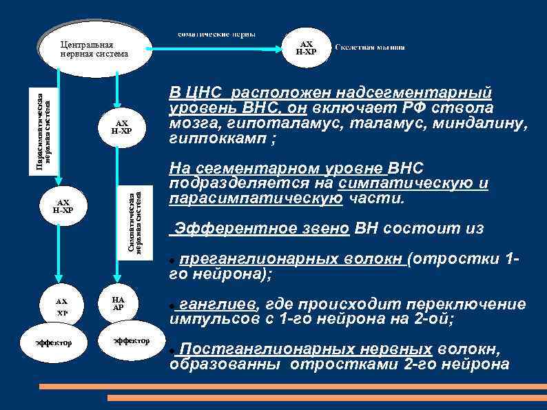 Парасимпатическая нервная система Центральная нервная система Симпатическая нервная система АХ Н-ХР В ЦНС расположен