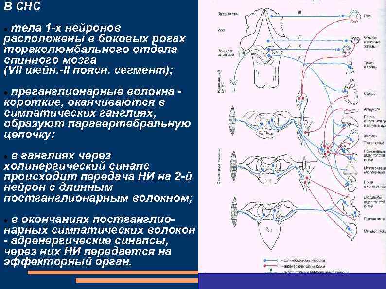 В СНС тела 1 -х нейронов расположены в боковых рогах тораколюмбального отдела спинного мозга