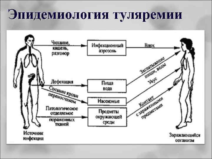 Эпидемиология туляремии q. Туляремия - зоонозная болезнь; qпути передачи трансмиссивный, аспирационный (аэрозольный), контактнобытовой и