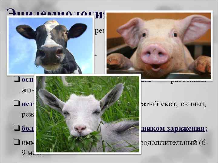 Эпидемиология q Бруцеллёз – зооноз преимущественно с/х и домашних животных; q путь заражения аэрогенный;