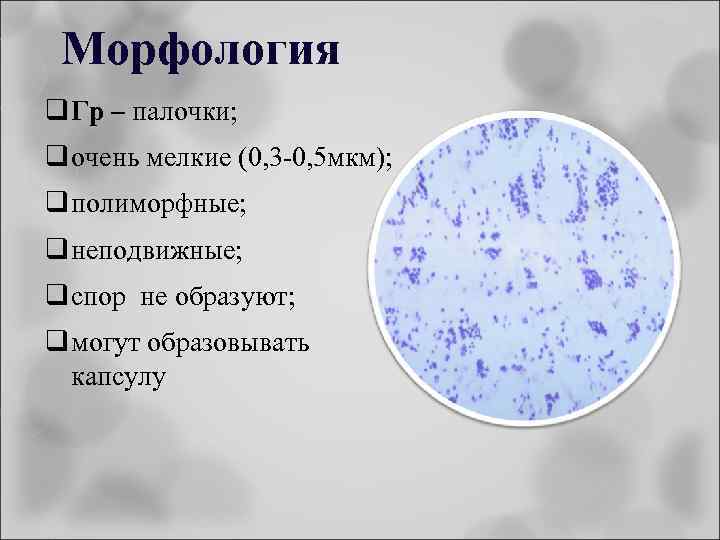 Морфология q Гр – палочки; q очень мелкие (0, 3 -0, 5 мкм); q