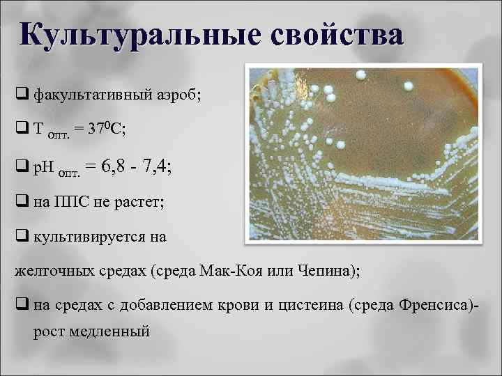 Культуральные свойства q факультативный аэроб; q Т опт. = 370 С; q p. H
