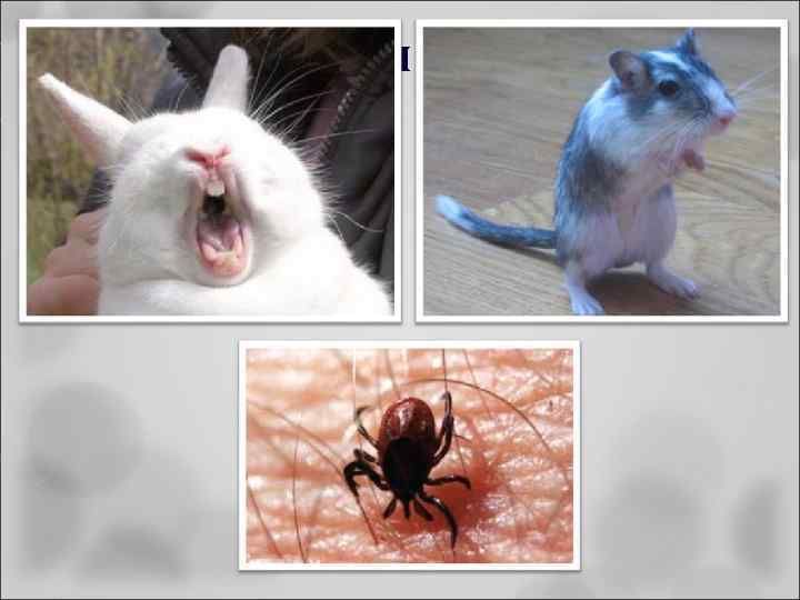 Эпидемиология туляремии 