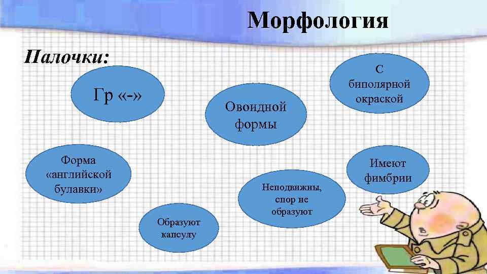 Морфология Палочки: Гр «-» Овоидной формы Форма «английской булавки» Образуют капсулу Неподвижны, спор не