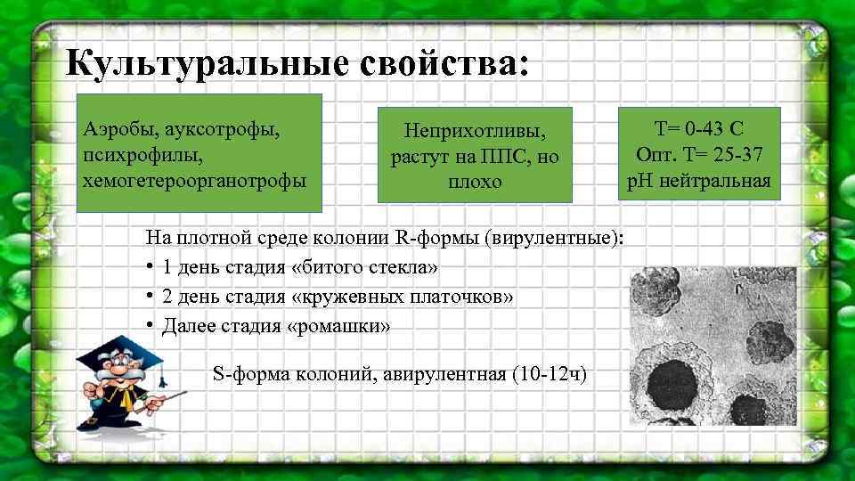 Культуральные свойства: Аэробы, ауксотрофы, психрофилы, хемогетероорганотрофы Неприхотливы, растут на ППС, но плохо На плотной
