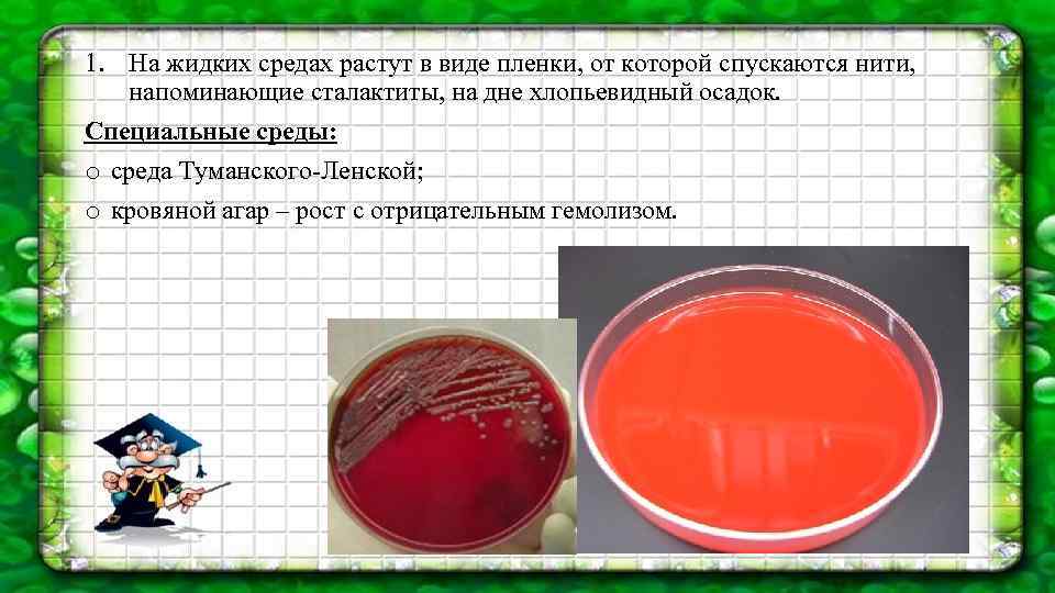 1. На жидких средах растут в виде пленки, от которой спускаются нити, напоминающие сталактиты,