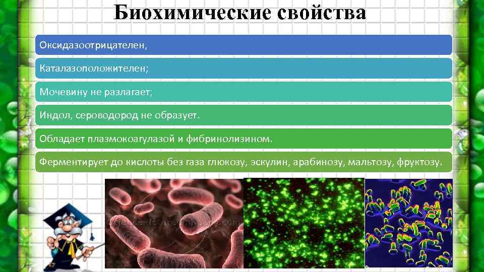 Биохимические свойства Оксидазоотрицателен, Каталазоположителен; Мочевину не разлагает; Индол, сероводород не образует. Обладает плазмокоагулазой и