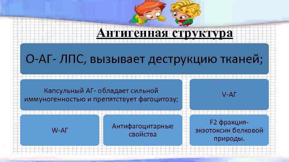 Антигенная структура О-АГ- ЛПС, вызывает деструкцию тканей; Капсульный АГ- обладает сильной иммуногенностью и препятствует