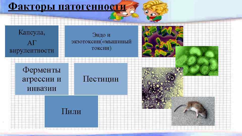 Факторы патогенности Капсула, Эндо и экзотоксин( «мышиный токсин) АГ вирулентности Ферменты агрессии и инвазии