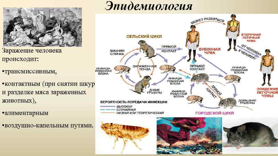 Эпидемиология Заражение человека происходит: • трансмиссивным, • контактным (при снятии шкур и разделке мяса