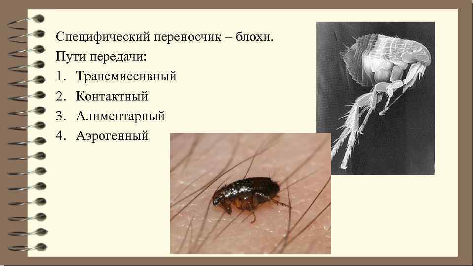 Специфический переносчик – блохи. Пути передачи: 1. Трансмиссивный 2. Контактный 3. Алиментарный 4. Аэрогенный